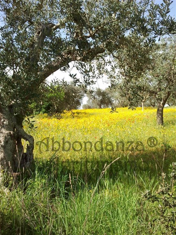 Agriturismo Abbondanza Villa Alberobello Kültér fotó