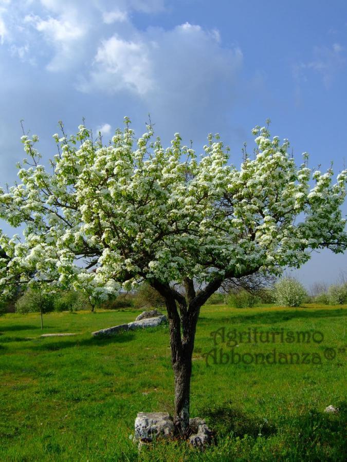 Agriturismo Abbondanza Villa Alberobello Kültér fotó